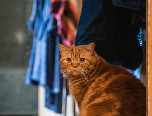 More Than Just Pet-Safe Chemicals: Our “Paws-First” Operational Protocol